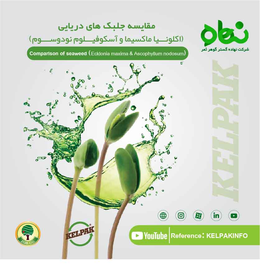 مقایسه جلبک های دریایی (اکلونـــیا ماکسیما و آسکوفیـــلوم نودوســــوم)